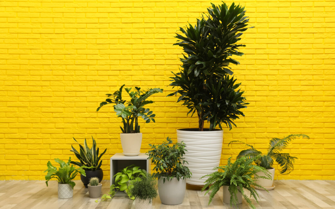 Astrology and Interior Design: Harmonizing Spaces with the Zodiac